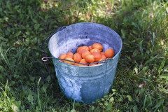 Barrie Jones, "Apricots", 2013, Archival Inkjet print, 12.75 x 17 inches. Estimate: $500.