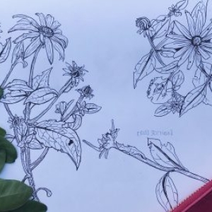 Nicole_BlackEyedSusan