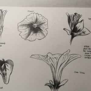 Plant-Study