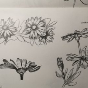 Plant-sketches