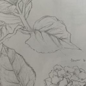 rachel drawing 1