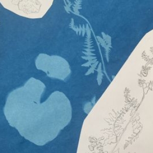 Rachel herbarium 2