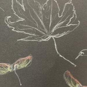 rachel herbarium 1