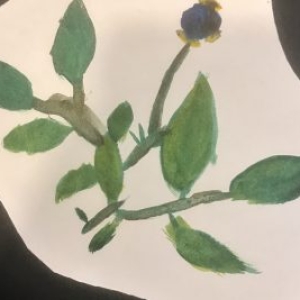Shirley watercolour