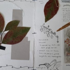 herbarium-samantha(2)