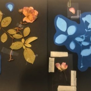 Shirley herbarium 3